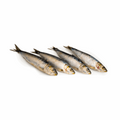 Sardinha (kg)